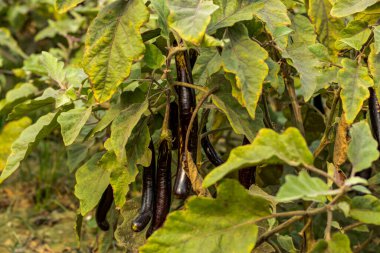 Siyah patlıcan birçok klasik şekil ve renk taşır. Parlak, mor-siyah, yeşil, vb. En popüler sebze yetiştiricilerinden biri olduğu için.