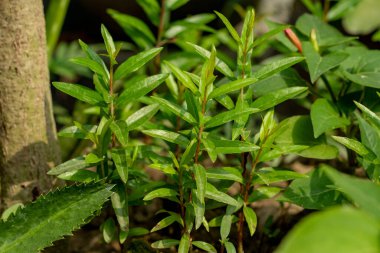 Nar, anar veya Punica granatum ağacı çatıda yetişir ve nar, Lythraceae familyasından meyveli bir yaprak döken çalıdır.