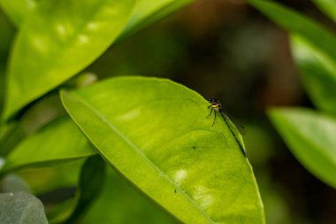 Limon ağacının yeşeren yeşil yaprağı. Lemon 'da sarımsı ve mor taban renginde beyaz bir çiçek ve çekirgeyle birlikte beş güzel kokulu taç yaprakları var.