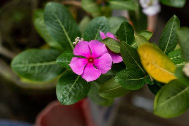 Cape menekşe çiçeği veya Madagaskar Periwinkle Bitkisi ve ayrıca Pelerin menekşesi, zarif pembe veya beyaz salverform çiçekleri içeren, daima yeşil, çekici bir çalılıktır.