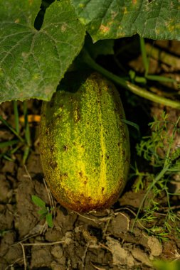 Bol su taşıyan bir sebze. Salatalıklar odunsu bir bitkide yetişmez. Salatalık tohumları ve bitkiler evinizin sebze bahçesinde