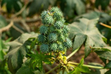 Hint yağı, risin ve bitkisel ilaçların kaynağı olan dikenli kapsüllerde bulunan bir avuç palma-christi meyvesi veya tohumu.