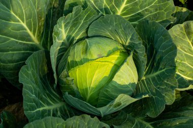 Lahana, Brassica ailesinin brokoliyi, karnabaharı da içeren yapraklı bir sebzesidir. Harika bir sebzedir.