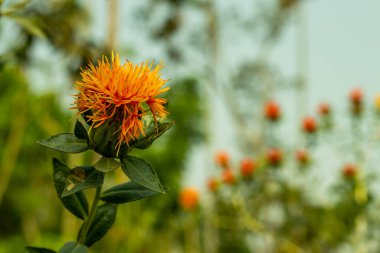 Dyer 's safranının en aktif bileşenlerinden biri Silymarin Devedikeni benzeri yıllık bitki