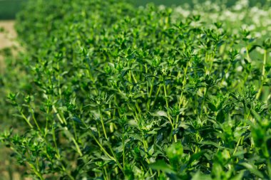 Süt devedikeni ya da devedikeni (