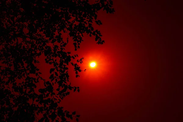 红色的月亮和树叶伴随着一个红色的夜晚 这创造了一个神奇的光 — 图库照片