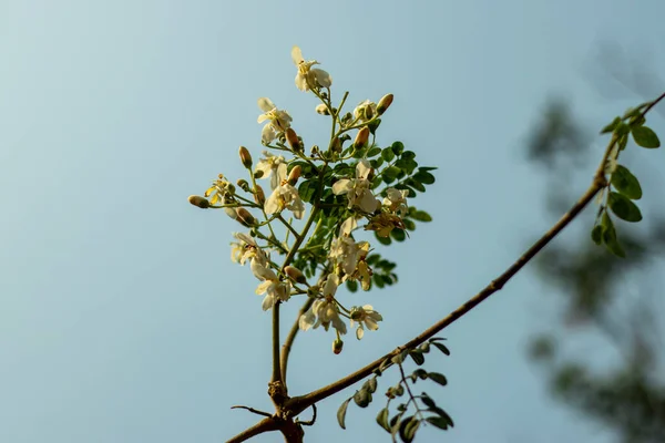 Moringa Λουλούδια Είναι Περίπου Μία Ίντσα Διάμετρο Και Ένα Κρεμώδες — Φωτογραφία Αρχείου