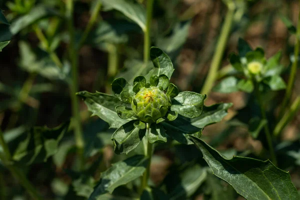 ミルクのアザミ 祝福ミルクのアザミ マリアンアザミ この種は アスタリスク科の1年または2年生の植物であり 木には非常に多くの一般的な名前があります — ストック写真