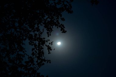 Bir grup yaprak, sap ve gece yarısı beyaz ay ve siyah gölge yapar.