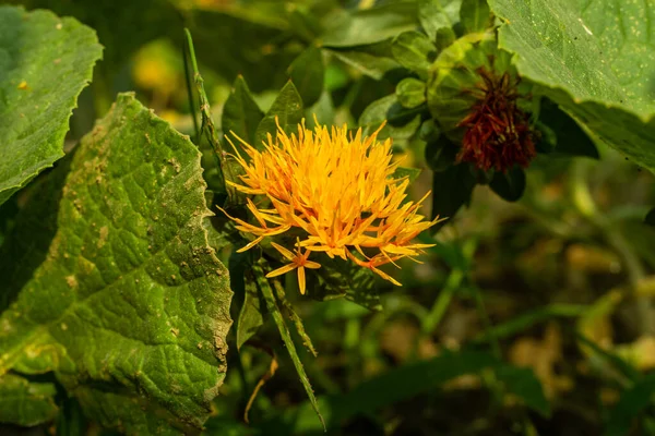 Milchdistel Oder Distel Oder Silymarin Ist Ein Blütenkraut Das Mit — Stockfoto