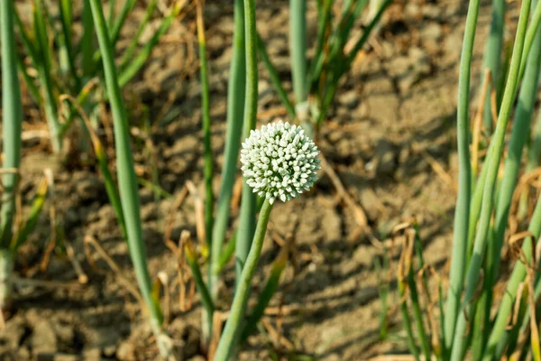 Wachsende Einzelne Zwiebelblumen Zierallianzen Wachsen Hoch Und Haben Runde Blütenköpfe — Stockfoto