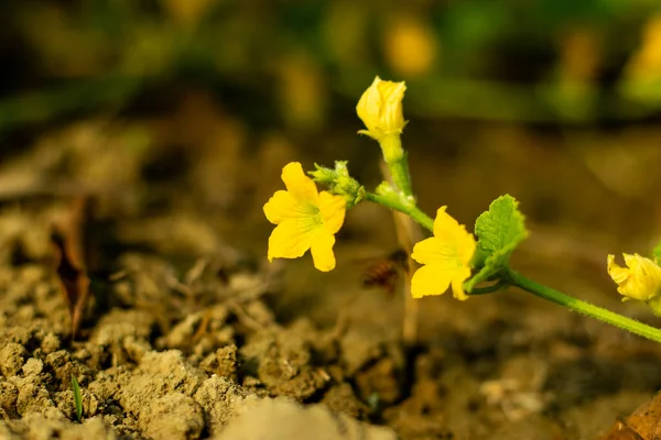 Gröna Kronblad Safflortistel Växt Uppkallad Efter Vita Venerna Sina Stora — Stockfoto