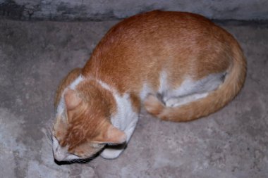 Yeşil yapraklar, safran devedikeni, büyük dikenli yapraklarındaki beyaz damarlardan türetilmiş bir bitkidir. Süt devedikeni içindeki aktif bileşenlerden biri olan Silymarin bitkinin tohumlarından elde edilir..