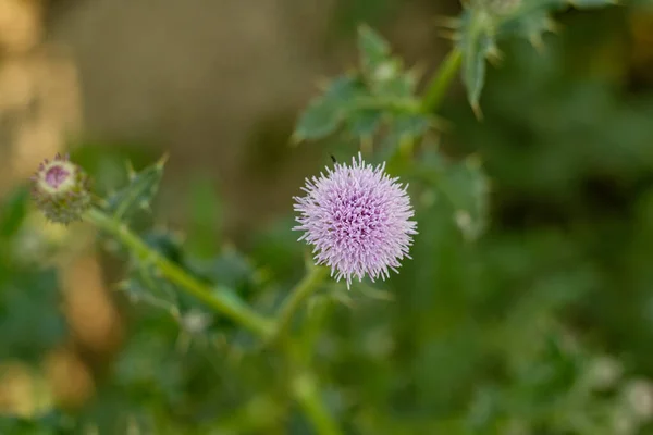 Green Petals Safflower Thistle Plant Named White Veins Its Large — Stock Photo, Image