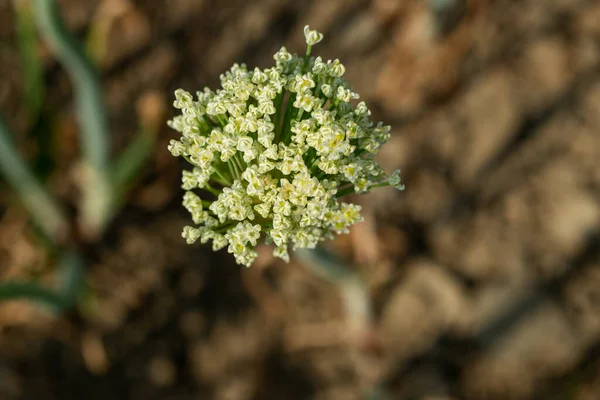 緑色の花弁 紅花のアザミは 大きな葉に白い脈のために命名された植物です シリマリンと呼ばれる乳のアザミの有効成分の1つが植物の種子から抽出されます — ストック写真