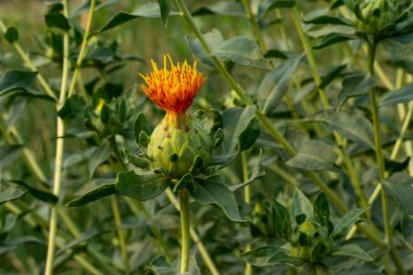Safran tohumu yağı adı verilen güzel, sarı ve kırmızı renkli çiçek, atardamarların sertleşmesi de dahil olmak üzere kalp hastalıklarını önlemek için kullanılır.