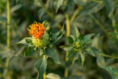 Safra tohumu yağı kalp hastalıklarının önlenmesi için kullanılır, damarların sertleşmesi de dahil. Safran yağı, safran bitkisinin tohumlarından gelen popüler bir pişirme yağıdır.