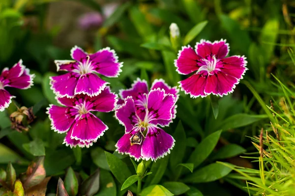 Sweet William Una Planta Tradicional Famosa Por Primavera Tardía Planta —  Fotos de Stock