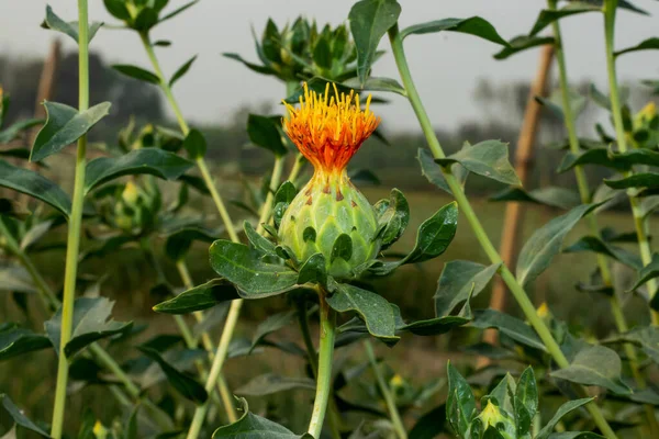 Safflower Important Seed Oil Crop Wide Range Industrial Branches Pharmaceutics — Stock Photo, Image