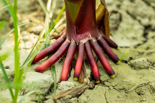 Kukurydza Ładne Kolorowe Korzenie Włókniste Należy Rośliny Monocot Brązowy Czerwony — Zdjęcie stockowe