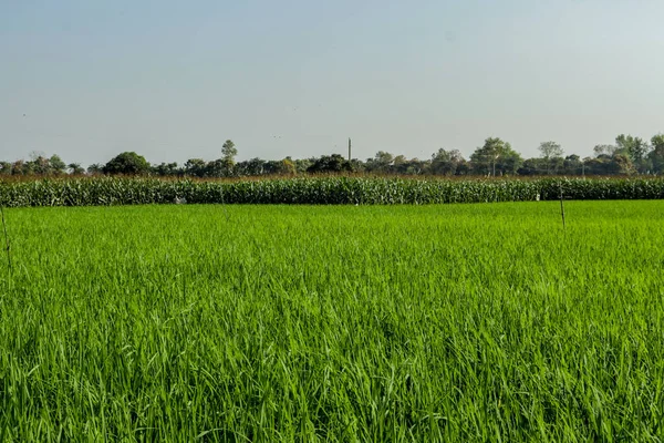 Maíz Maíz Grandes Árboles Leñosos Detrás Los Arrozales Verdes —  Fotos de Stock