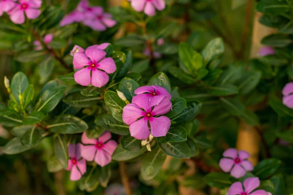 Cabo Periwinkle Madagascar Periwinkle Flor Uma Planta Soberba Que Floresce — Fotografia de Stock