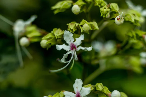 Belle Piante Fiori Bianchi Rosso Rosa Chiamato Pergola Gloria Wallich — Foto Stock