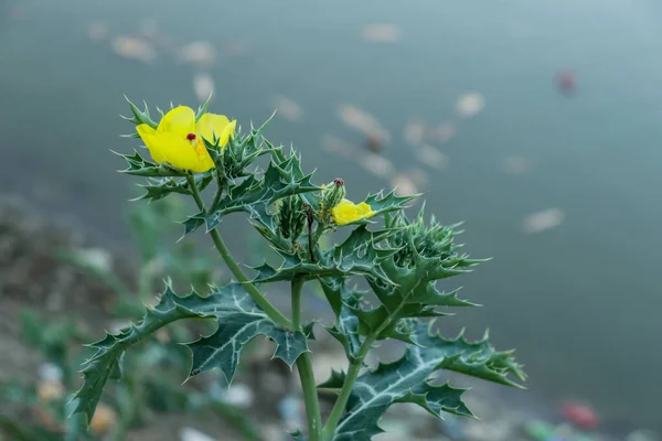 Argemone Mexicana或Bermuda Thistle或Gold Thistle或Mexican Prickly Poppy植物极为常见 几乎在任何地方都能看到 美丽得惊人 — 图库照片#