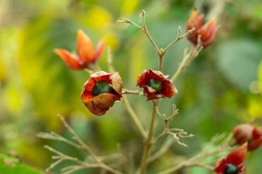 Viburnum lantana or the Wayfaring tree or Harlequin Glorybower fruits and seed