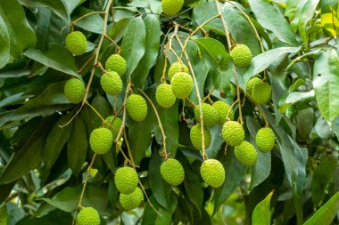 There are many raw green litchi fruit trees hanging in a fruit orchard in the village