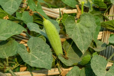 The pointed gourd is an extraordinarily delicious green vegetable that everyone can eat without any side effect