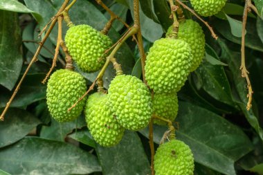Raw green litchi which is a seasonal fruit and very sweet delicious closeup