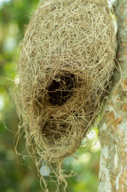 Little and nice weavers or Babui bird's nest made of straw and hang on tree
