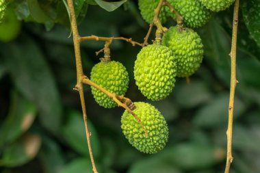 Green litchi or lychee which is a seasonal fruit and very sweet delicious when it ripe