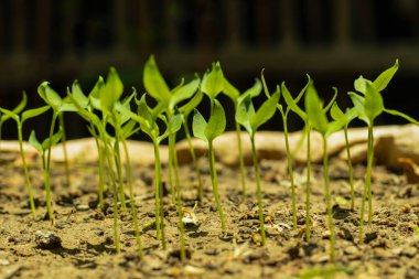 A very bitter kind of pepper sprouted from the seeds and looked dark green