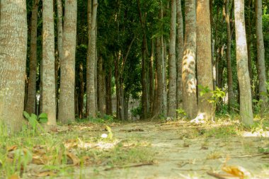 A biggest wooden garden where rows and rows of mahogany trees