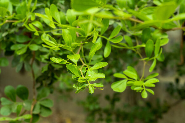 Wood-apple green tree and small a bunch of stalks and leaves