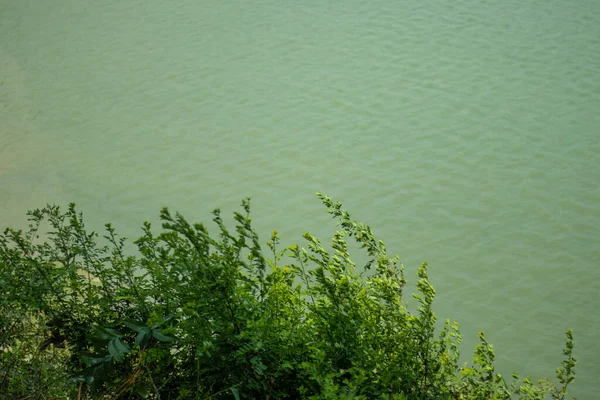 Petits Arbres Verts Herbe Sauvage Dessus Eau Bleue Rivière — Photo