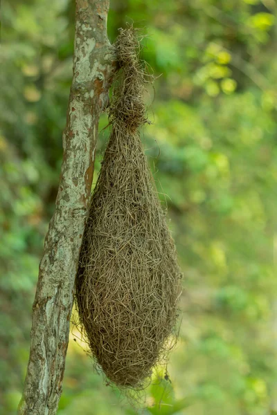 Птицы Бабуи Маленькие Ткачи Гнездо Соломы Висят Дереве — стоковое фото