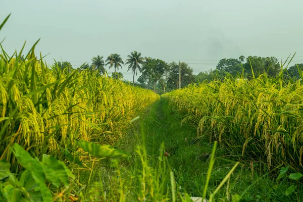 Amarelo Verde Paddy Campo Paisagem Também Chamado Arroz Paddy Pequeno — Fotografia de Stock