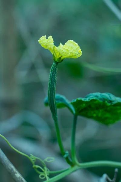 Casa Aldeia Horta Chamada Jinge Grande Flor Comida — Fotografia de Stock