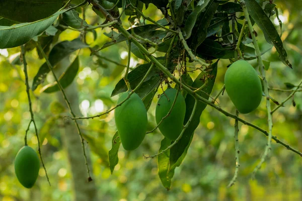 There are many raw green mangoes hanging on a big mango tree in a bigest local mango garden