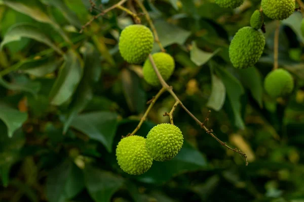 The green raw litchi fruits are round, oval, or heart-shaped, with a fleshy interior fruit