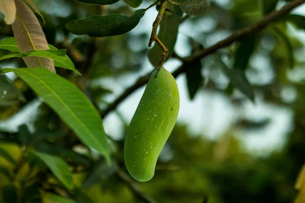 The green and raw Banana mango and its native name is Nam Doc Mai and the mango\'s length is 9 to 11 inches, weighing around 350 to 450 grams