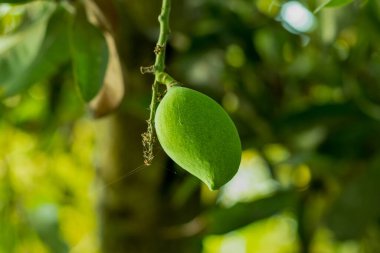 Çiğ ekşi, lezzetli mango ve olgun mangonun harika kokusu.