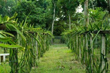 Çarpıcı görünümlü, zamansız bir bitki olan Ejderha Ağacı Bahçesi.