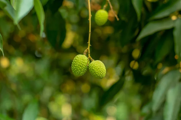 Closeup green Litchi or lichi, an evergreen tree and Lychee is the sole member of the genus Litchi