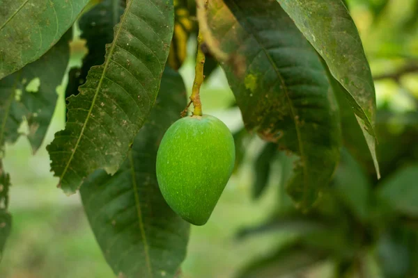Egyetlen Zöld Közeli Nyers Mangó Szezonális Gyümölcsök — Stock Fotó