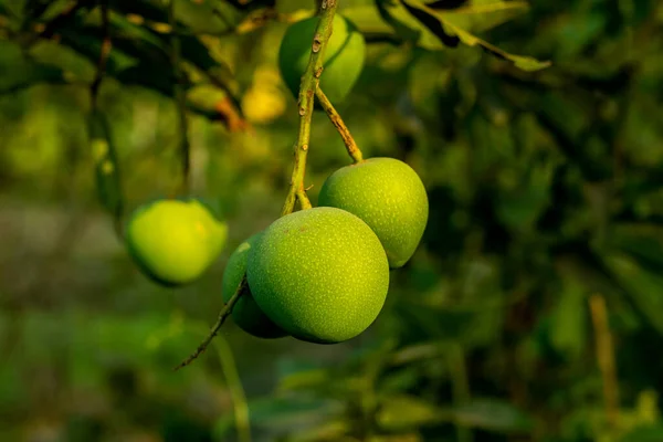 Egy Csoport Kis Zöld Lekerekített Lota Bombay Mangó Édes Savanyú — Stock Fotó