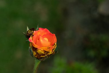 Gül bir aşk çiçeğidir. Zaman zaman düğün buketlerinde ya da hediyelerde kullanılır.